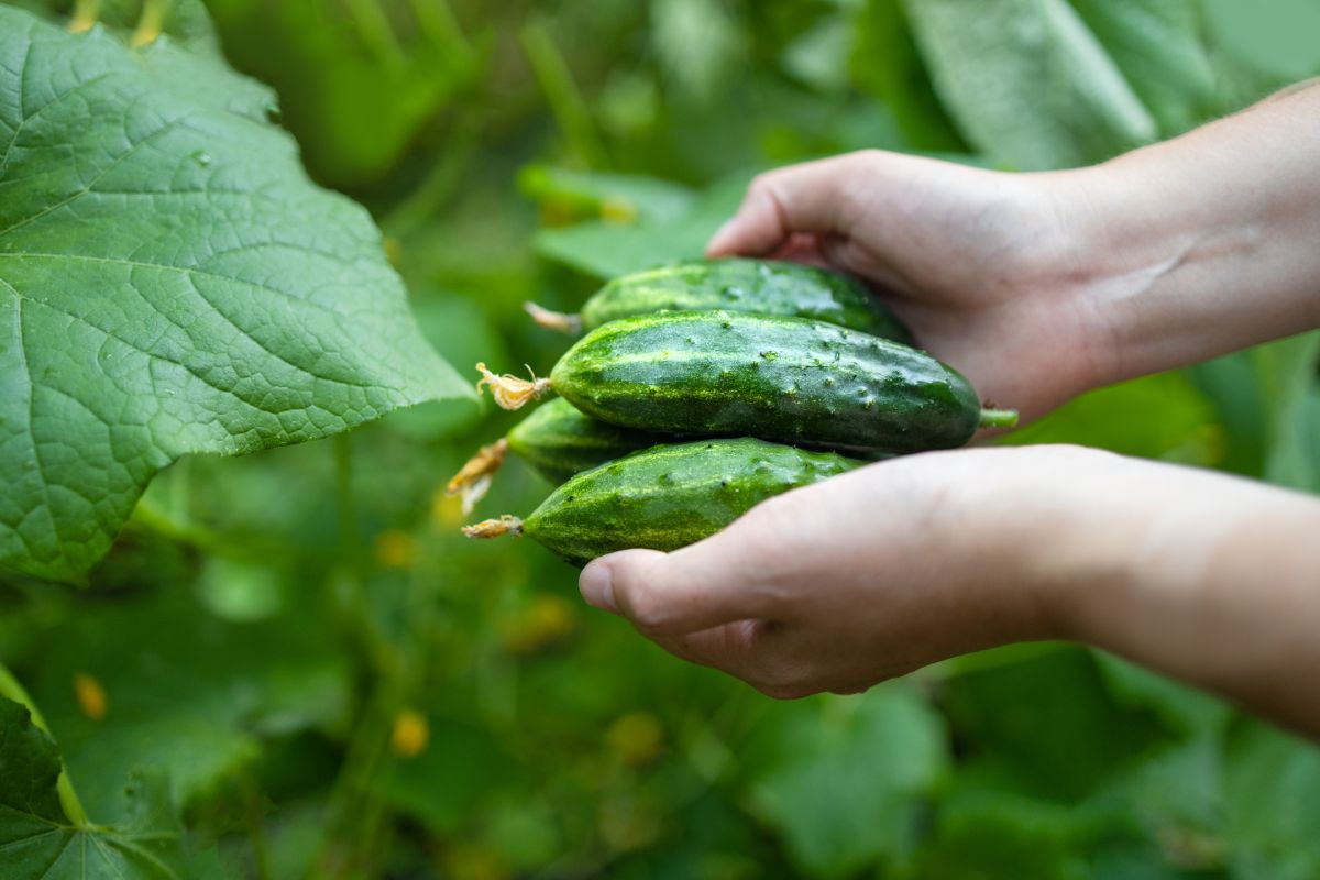 A harvest of small, fresh pickling cucumbers