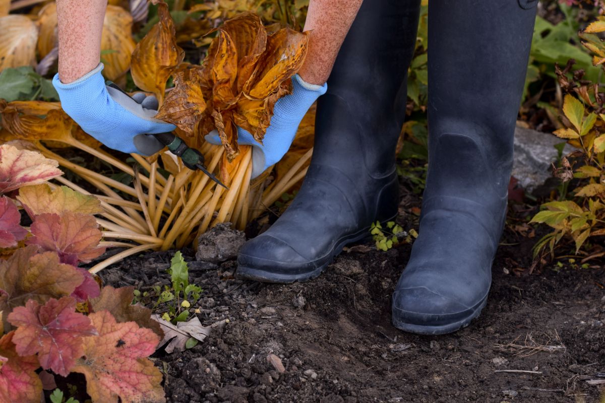 A gardener cleaning dead plants in the fall