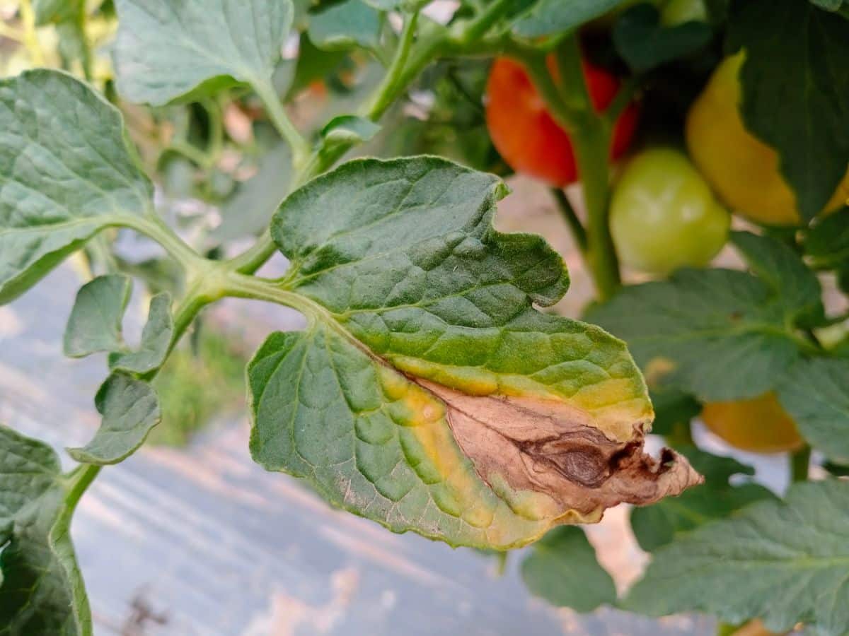 Tomatoes badly affected by blight