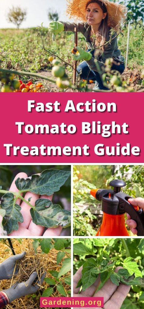 Fast Action Tomato Blight Treatment Guide pinterest image.