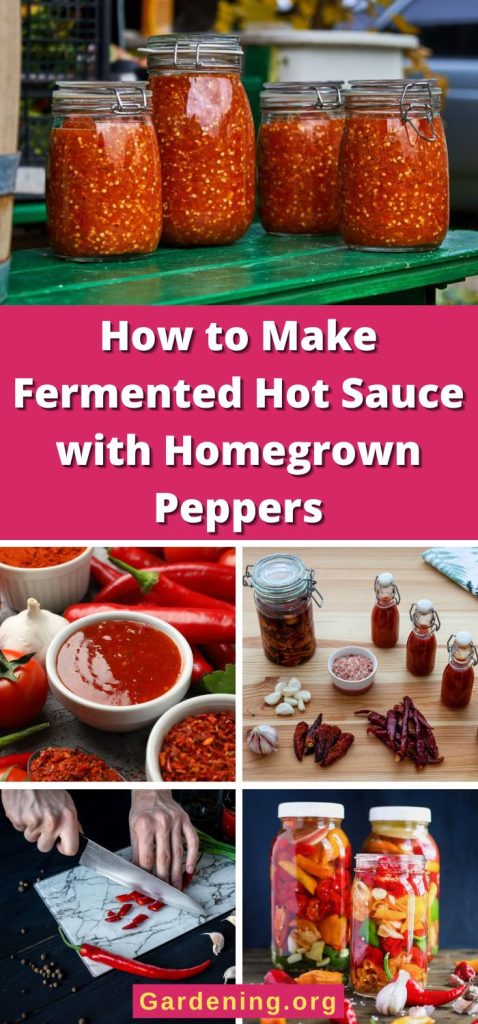 How to Make Fermented Hot Sauce with Homegrown Peppers pinterest image.