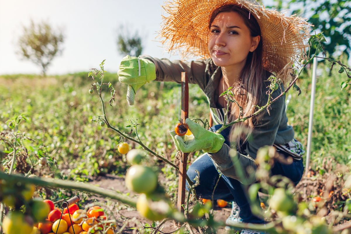 A gardener inspects a tomato patch decimated by blight