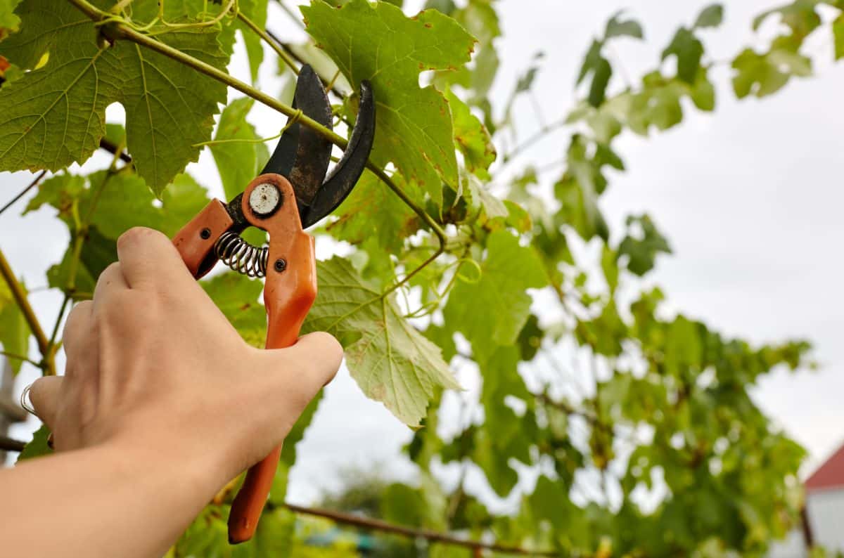 A person cutting a grape vine section for basket making