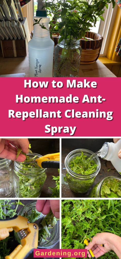 How to Make Homemade Ant-Repellant Cleaning Spray pinterest image.