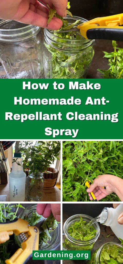 How to Make Homemade Ant-Repellant Cleaning Spray pinterest image.