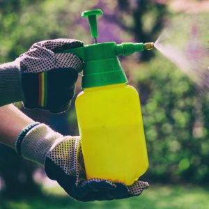 Woman with gloves spraying with hand sprayer a blooming fruit tree against plant diseases and pests