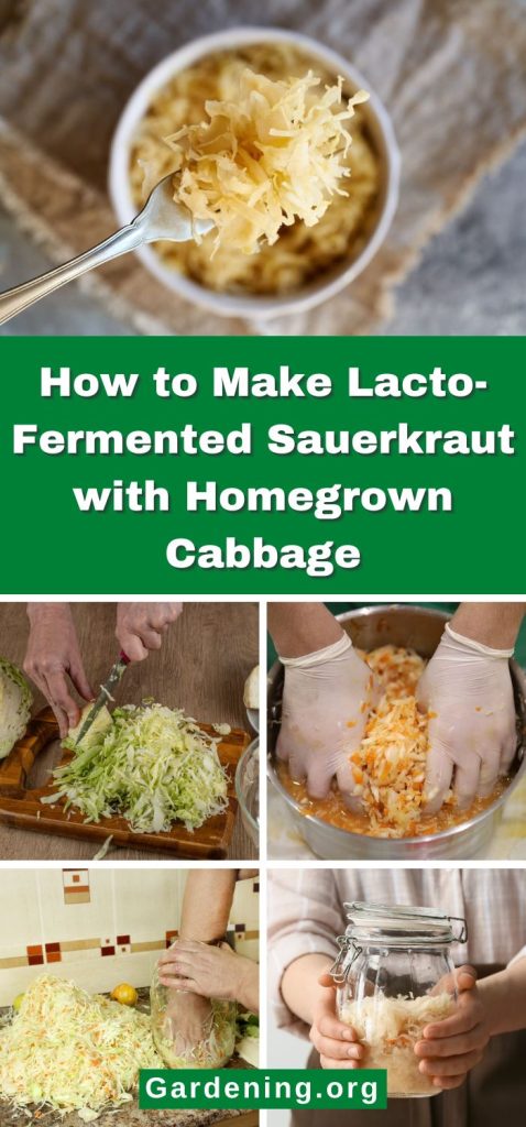 How to Make Lacto-Fermented Sauerkraut with Homegrown Cabbage pinterest image.