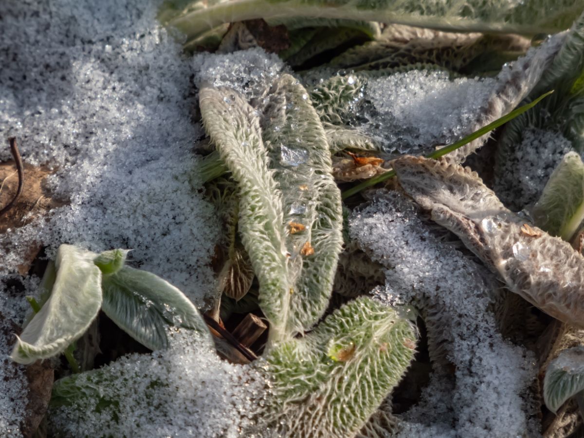 Lamb's ears leaves sitting under a coating of icy snow crystals