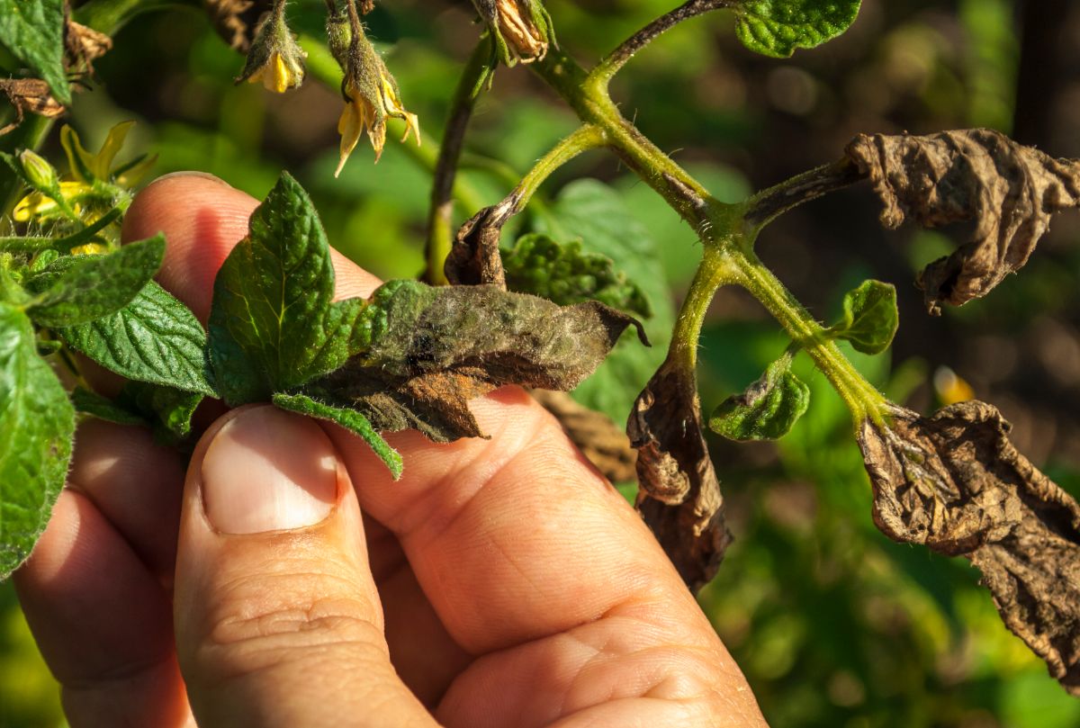 A gardener inspecting blight-effected tomato plants