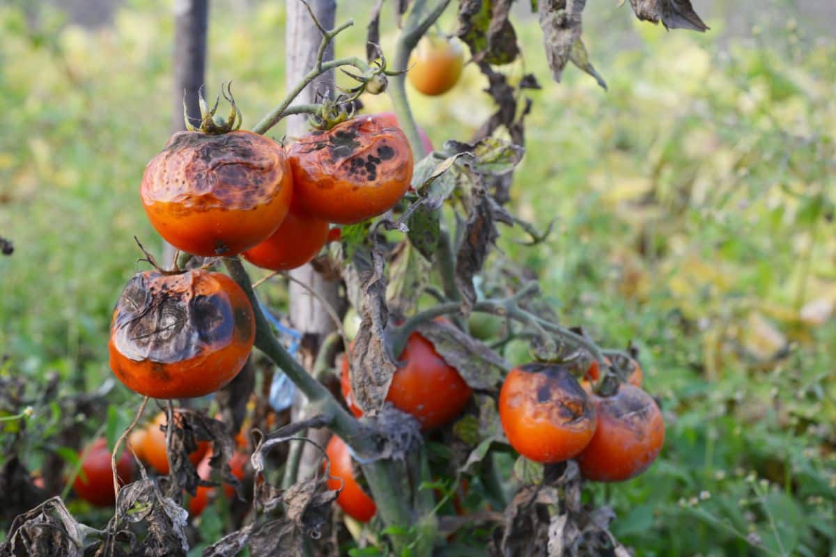 Late blight ruins a tomato crop