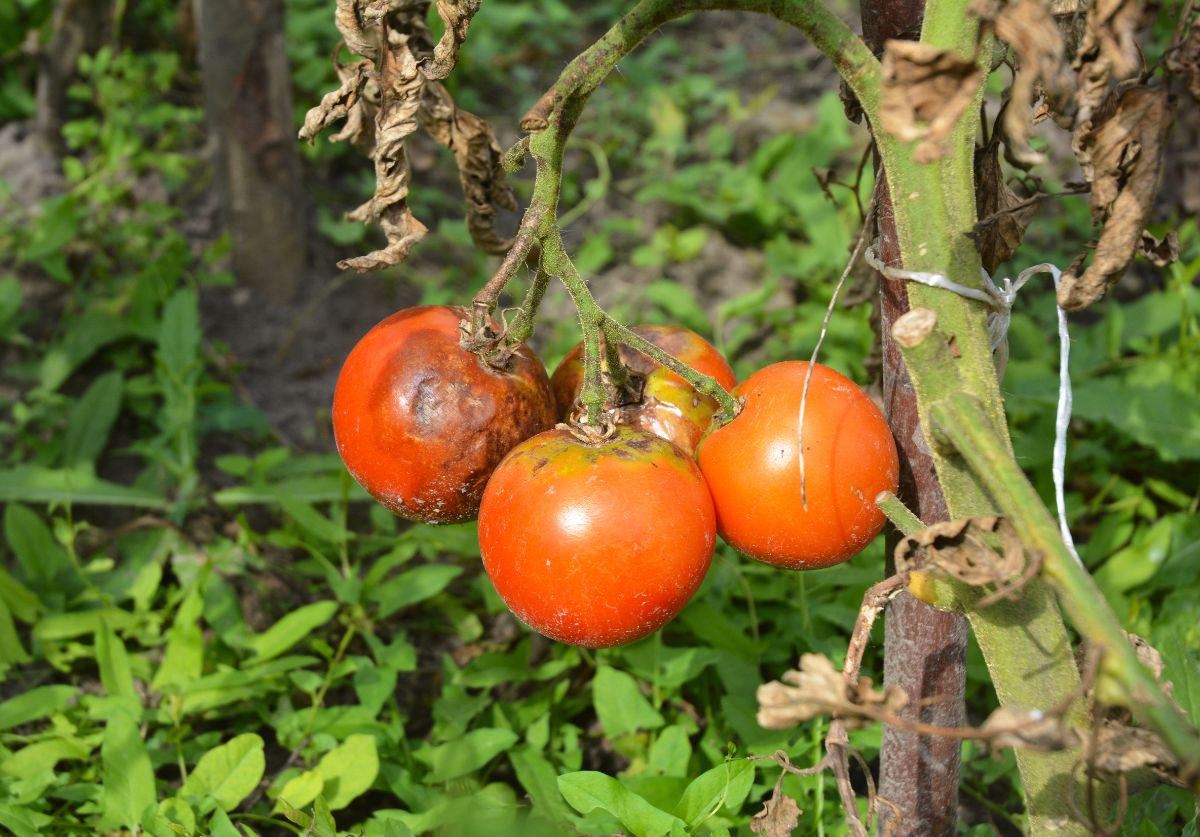 Tomatoes rotting on the vine from blight