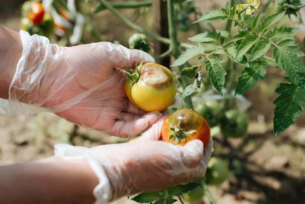 A gardener lifts blight-effected tomatoes
