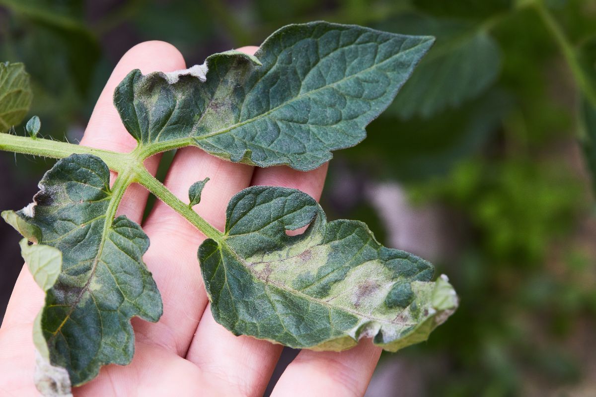 A gardener holds a blight-killed leaf in their hands