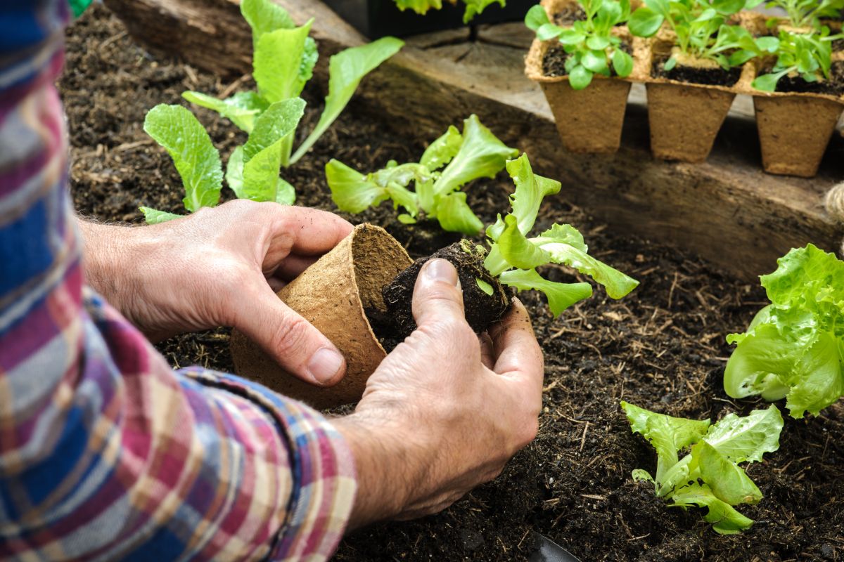 A gardener planting lettuce in succession