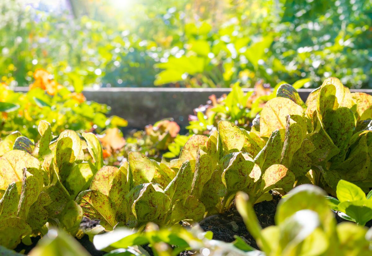 Young leaf lettuce in a garden bed