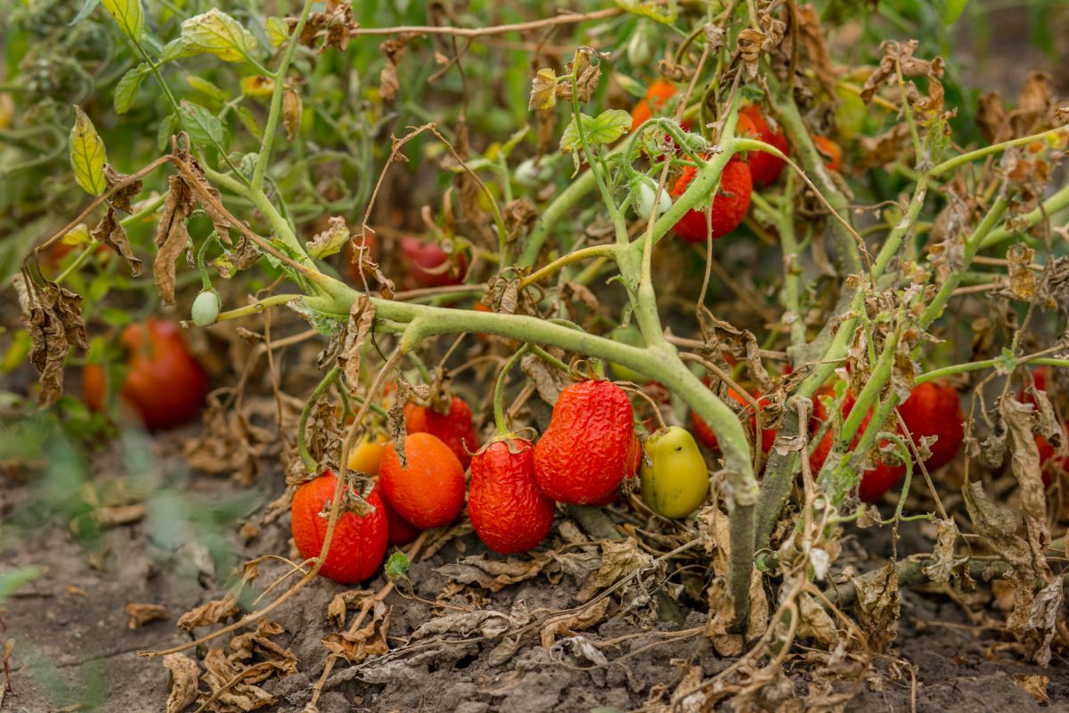 Overripe and withering tomatoes on the vine