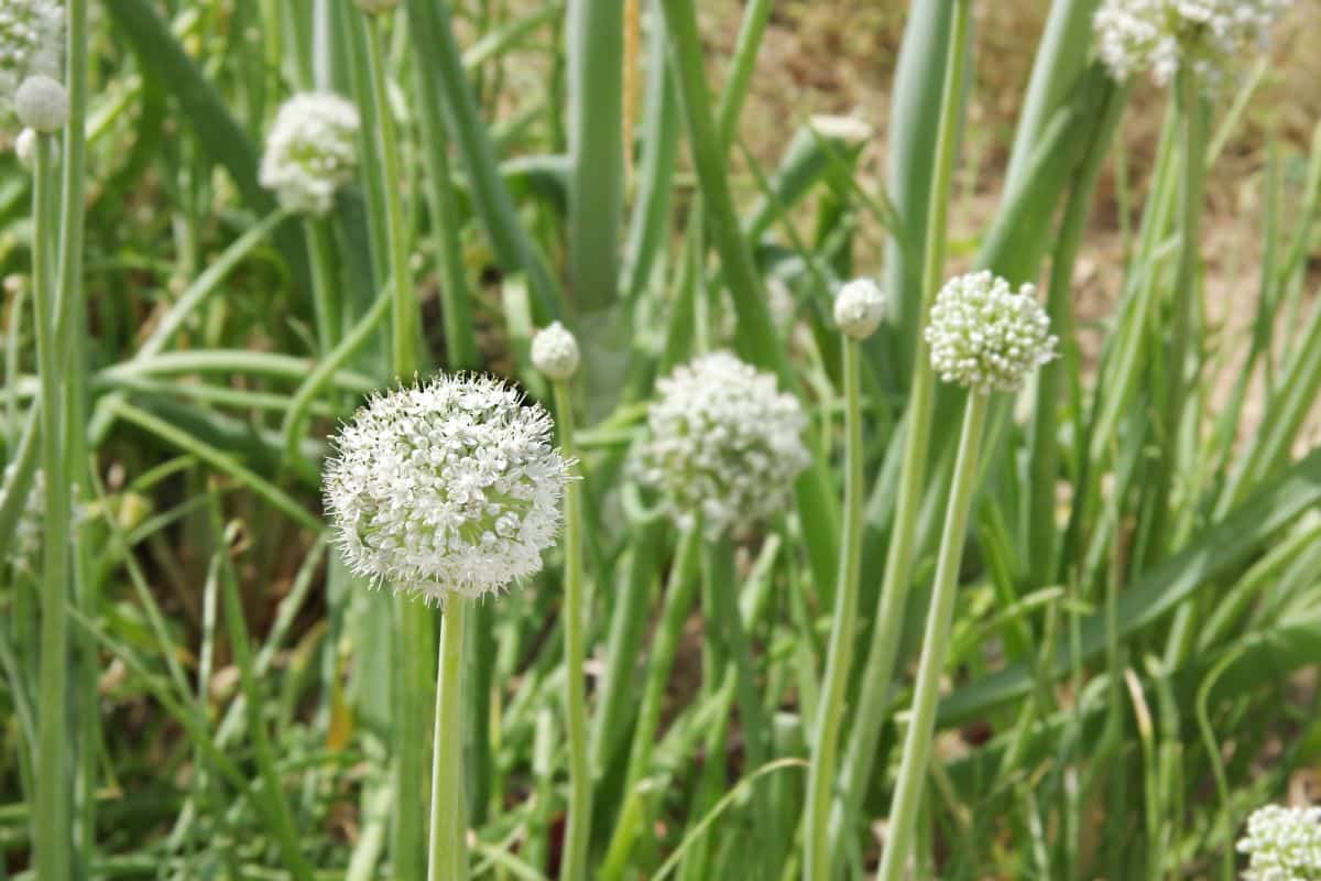 Seed heads on onion plants