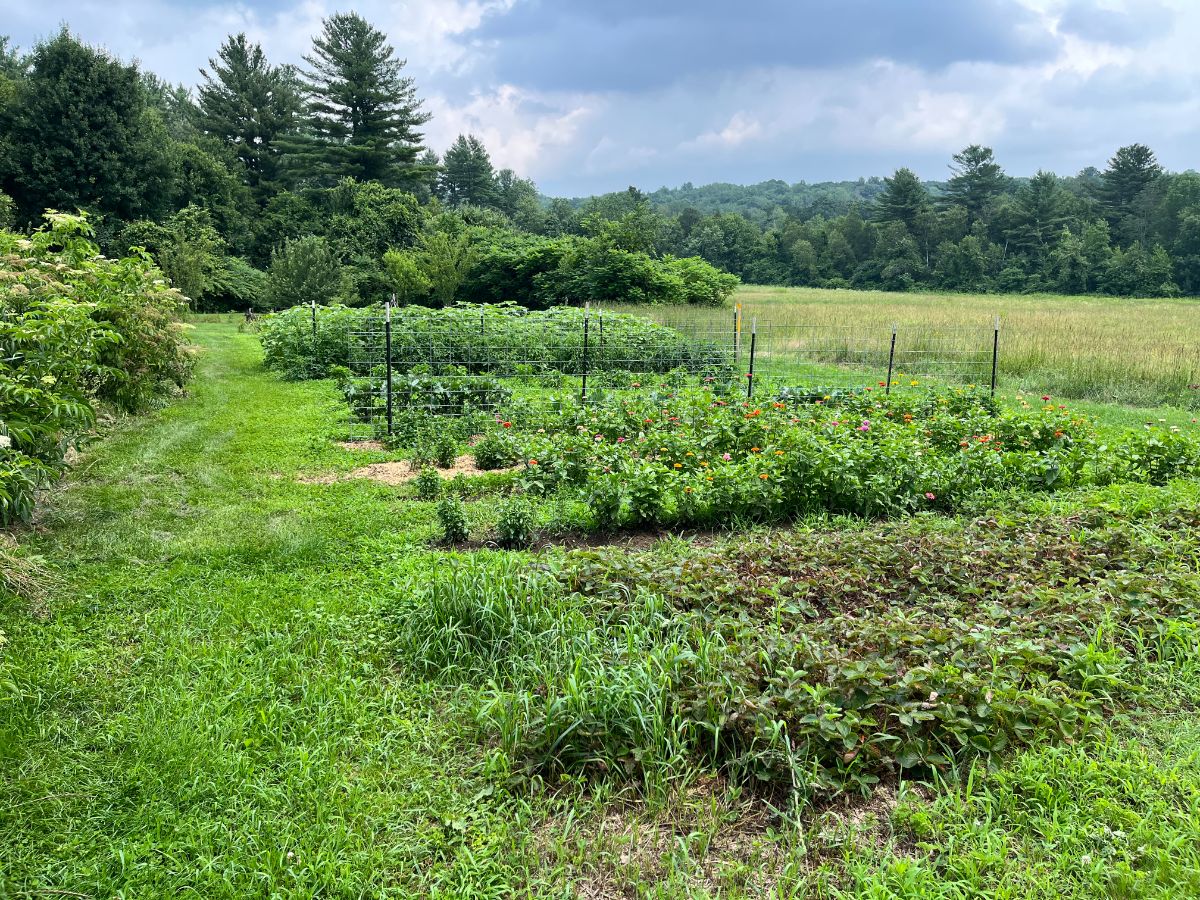 A large garden maintained with organic products