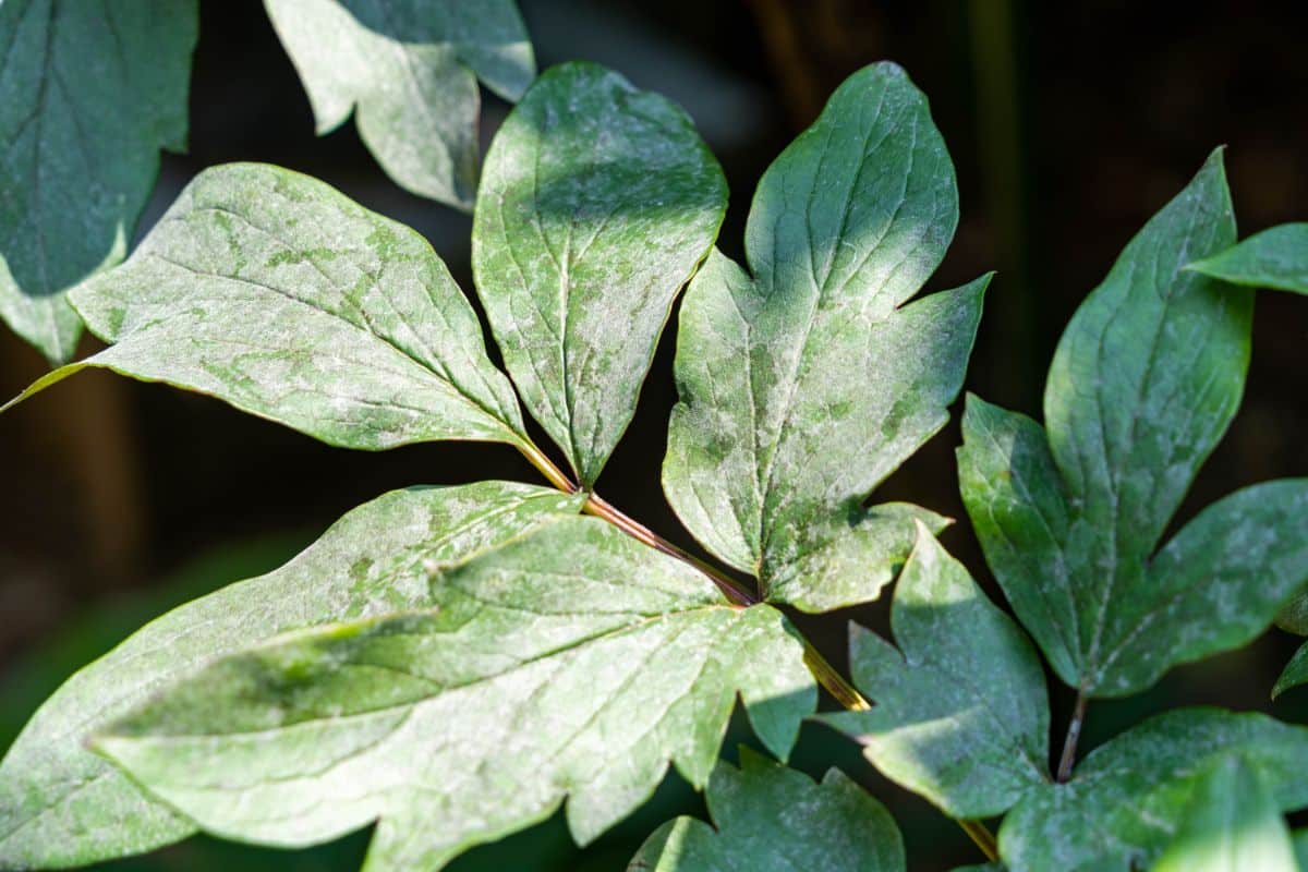 Downy mildew on plant leaves