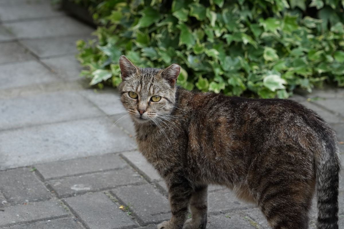 This innocent cat might unknowingly spread poison ivy oils