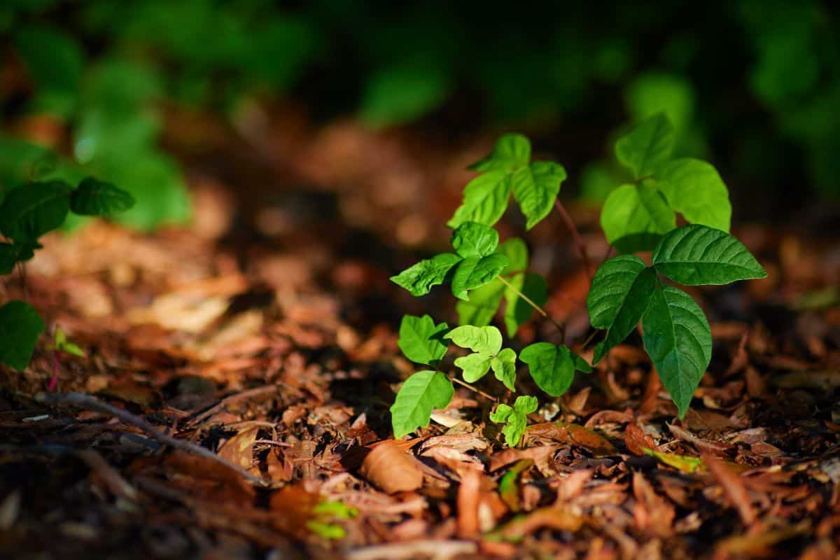 Poison ivy growing on a forest floor