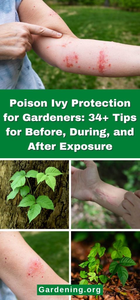 Poison Ivy Protection for Gardeners: 34+ Tips for Before, During, and After Exposure pinterest image.