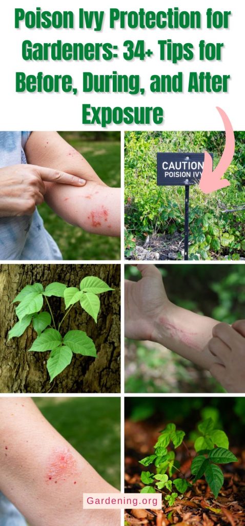 Poison Ivy Protection for Gardeners: 34+ Tips for Before, During, and After Exposure pinterest image.