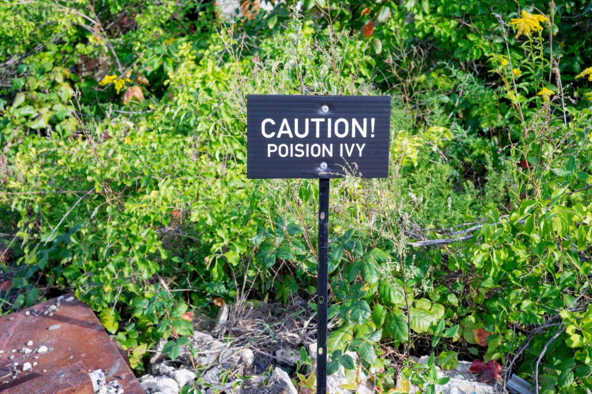 A sign warning of poison ivy