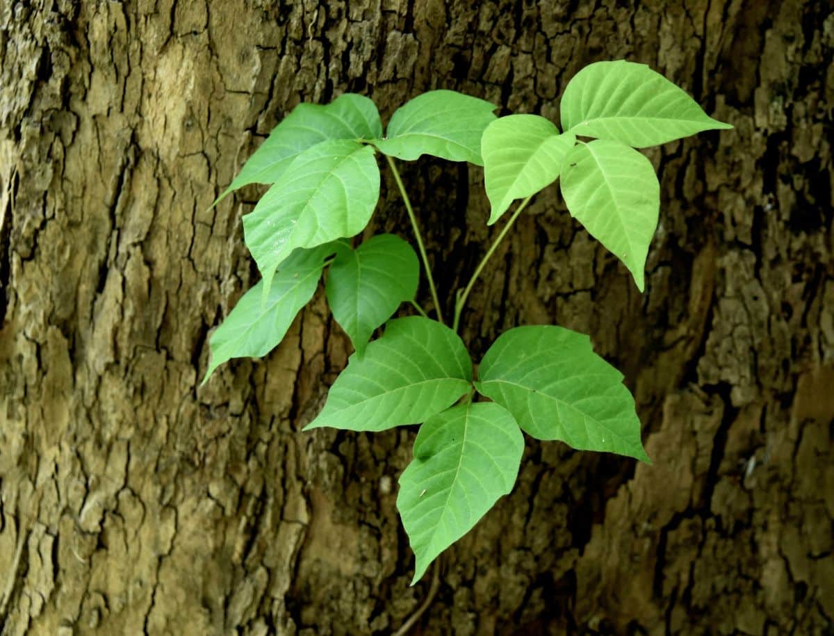 Three leafed poison ivy on a tree
