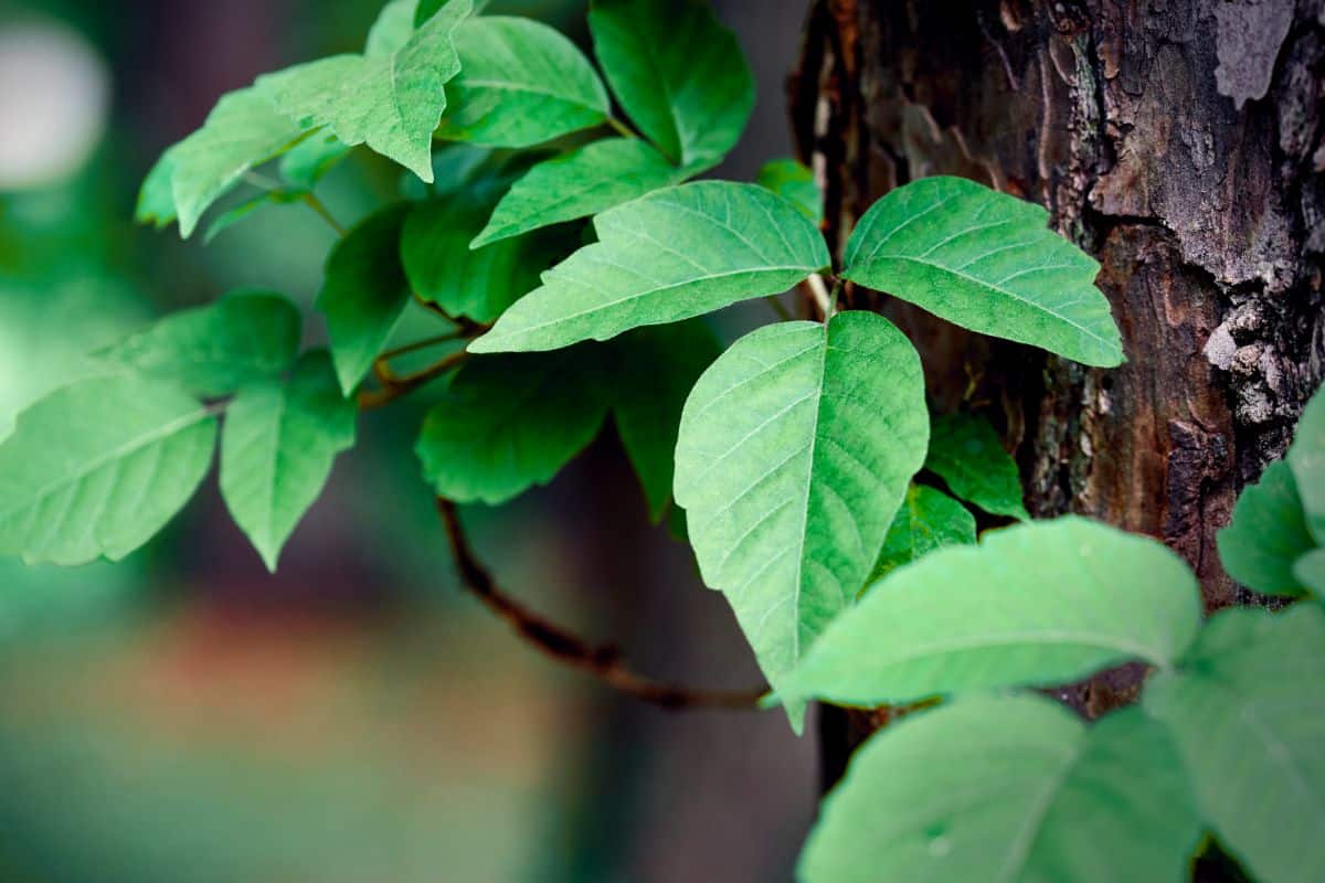 Healthy green poison ivy climbing up a tree