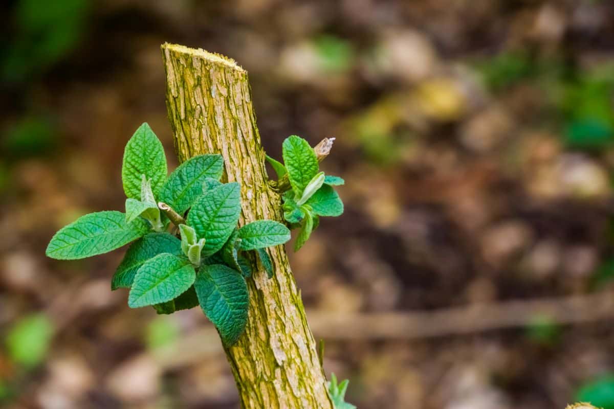 New leaf growth on a spring-pruned plant