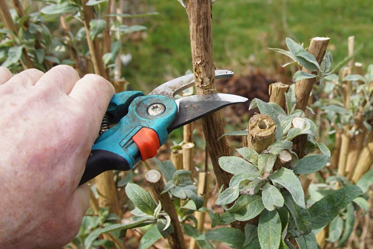 Woody stems being cut back in the spring