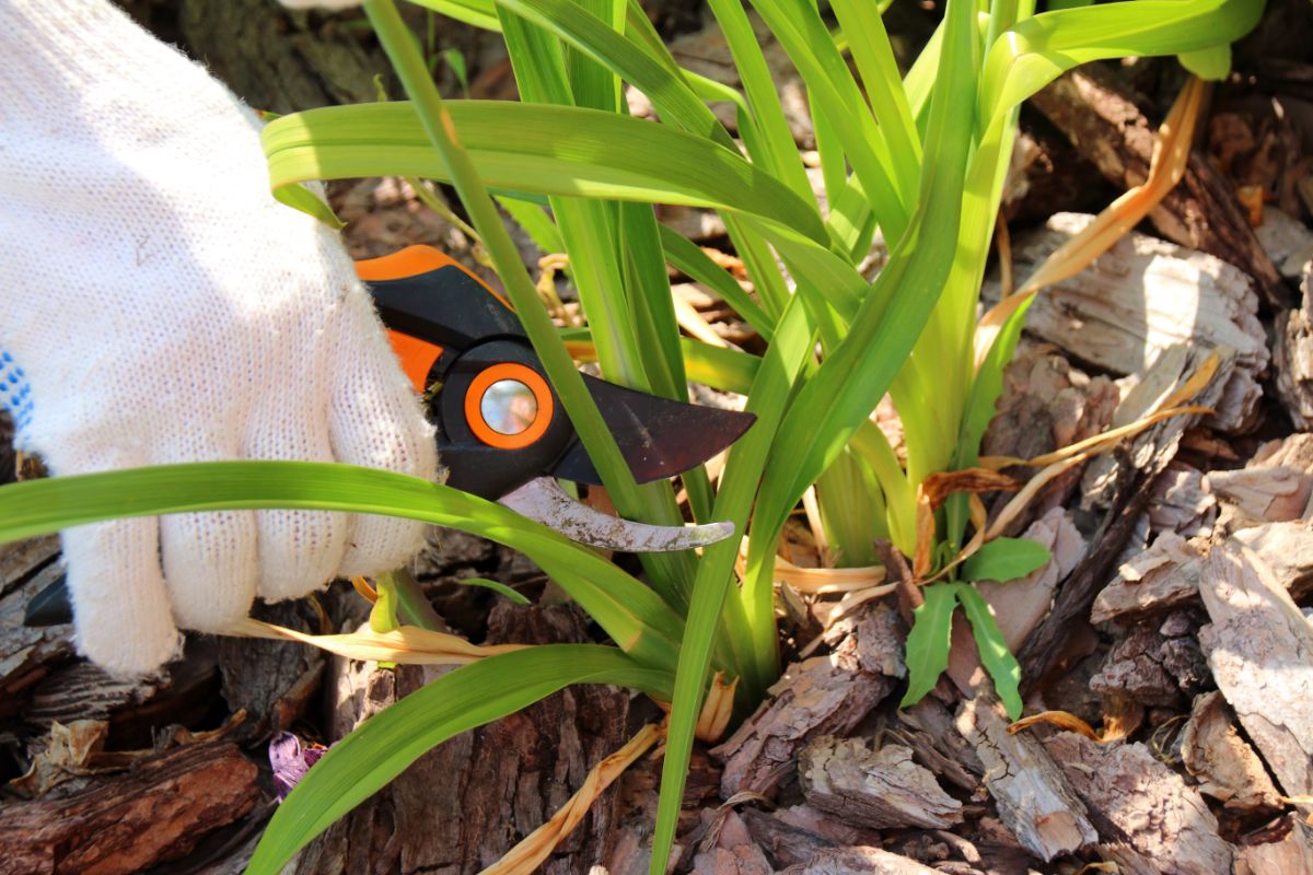 A gardener pruning a plant in the fall