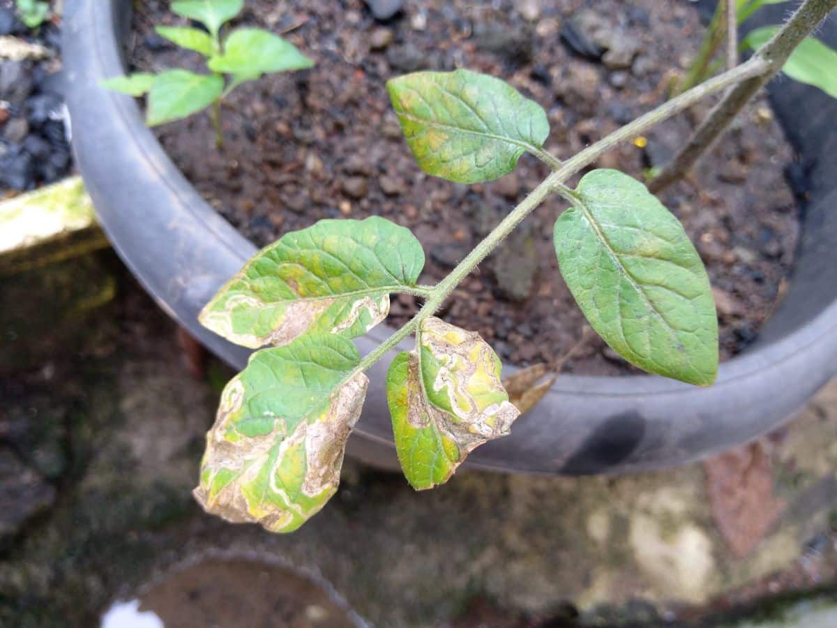 Signs of disease on tomato plants