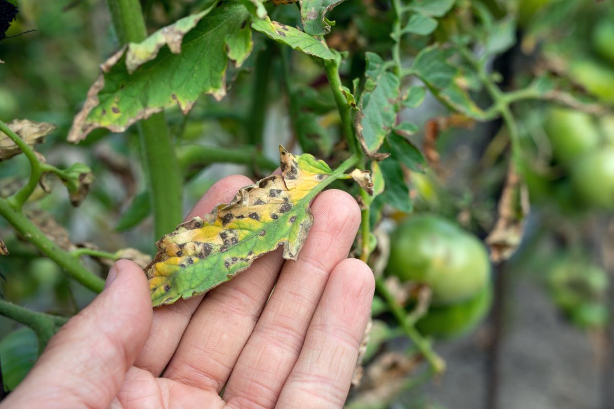 Septoria leaf spot on a tomato plant