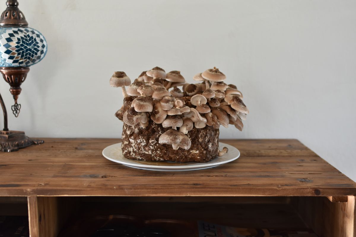 A plate with a set of growing mushrooms