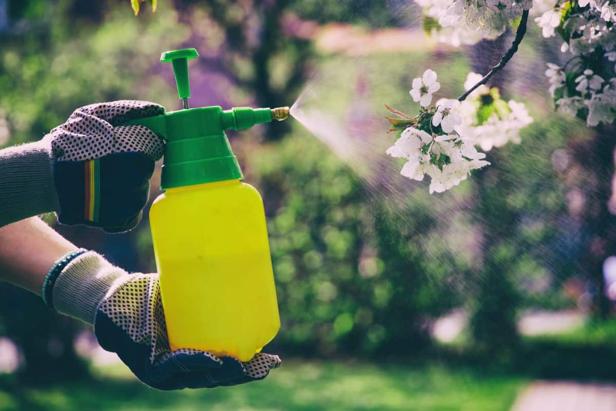 A woman applying an organic pesticide in the garden