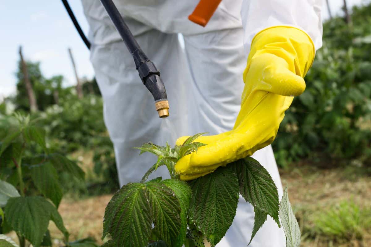 An organic foliar spray applied to the plant