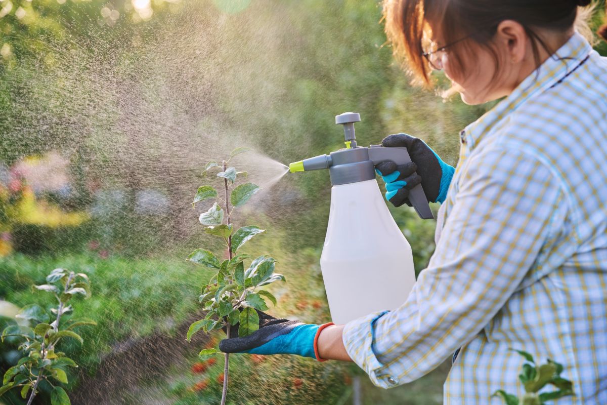 A person applying organic pesticide