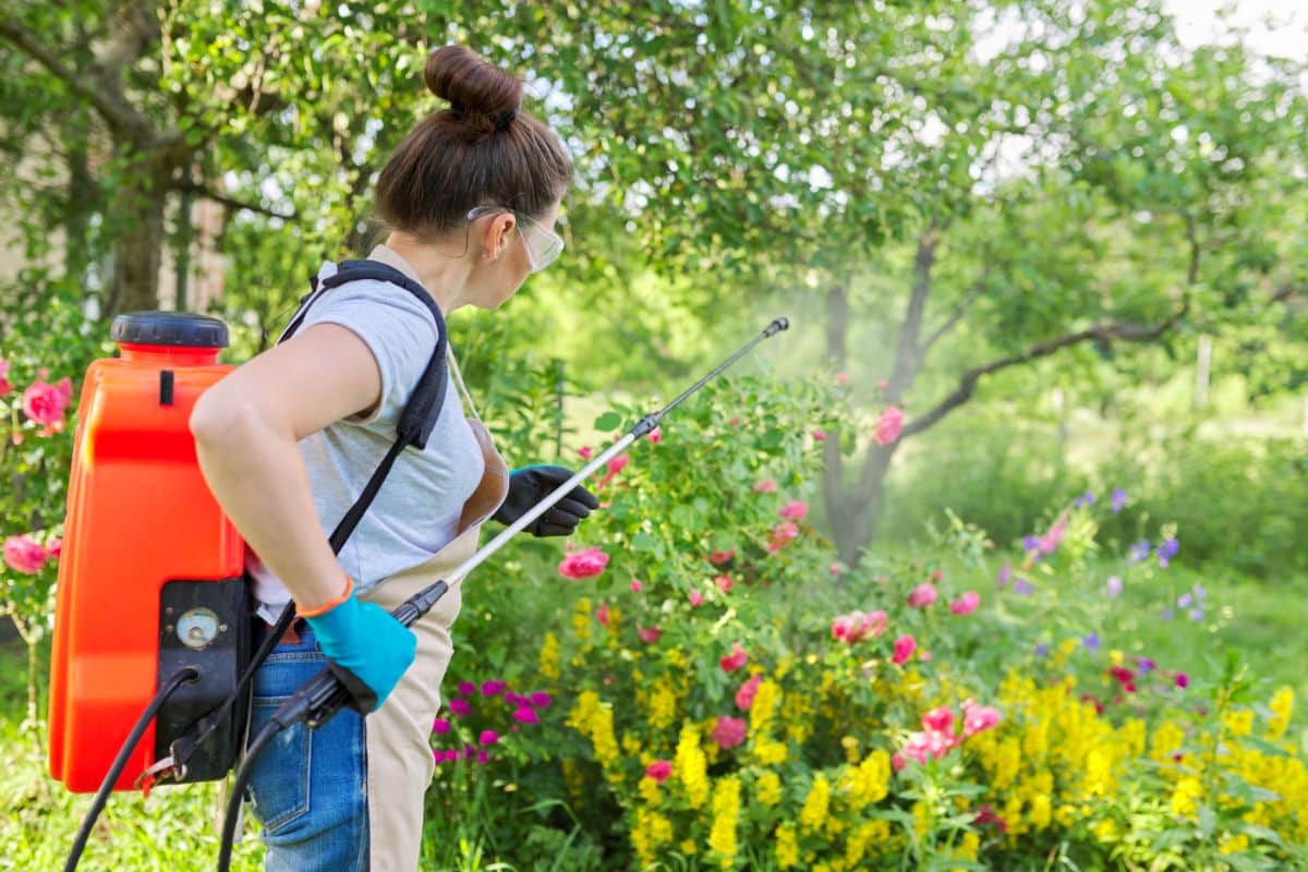 A woman spraying organic pesticides in the garden with safety equipment
