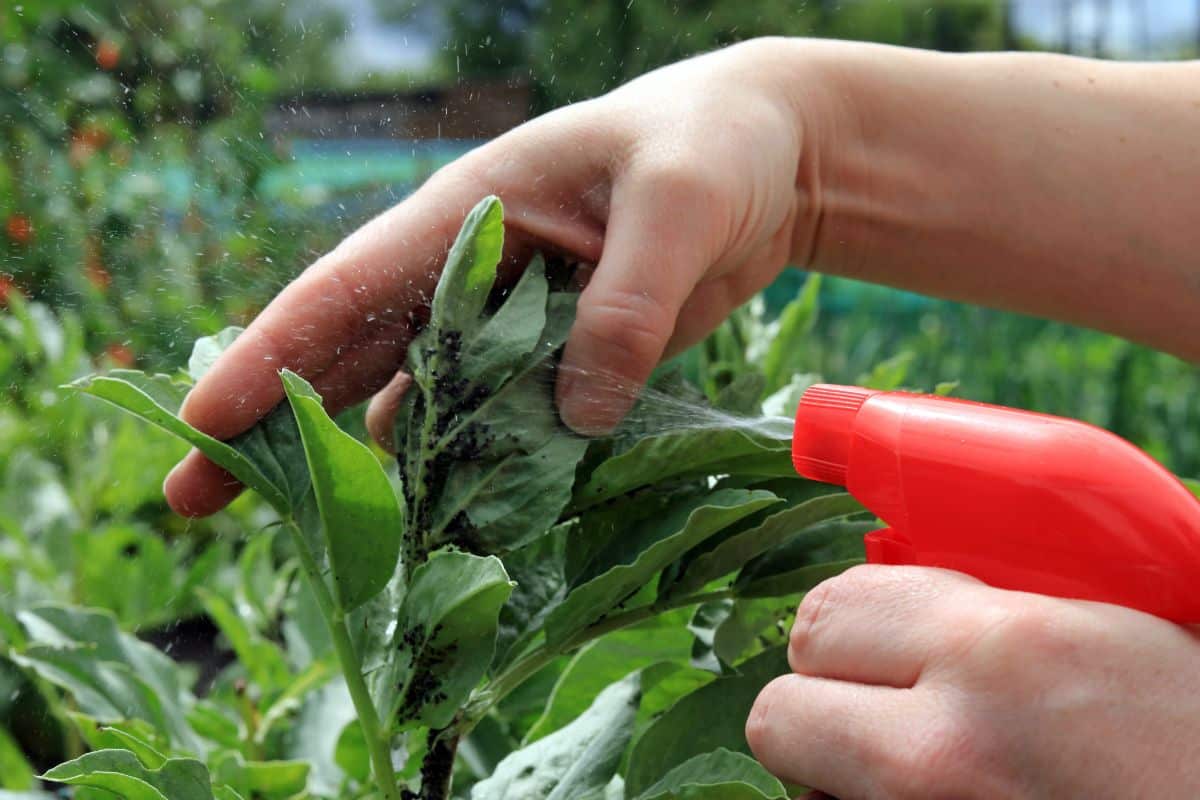 A person applies an organic spray to aphids
