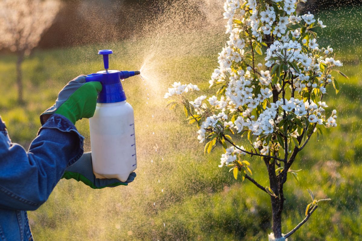 A person sprays an organic pesticide on a tree