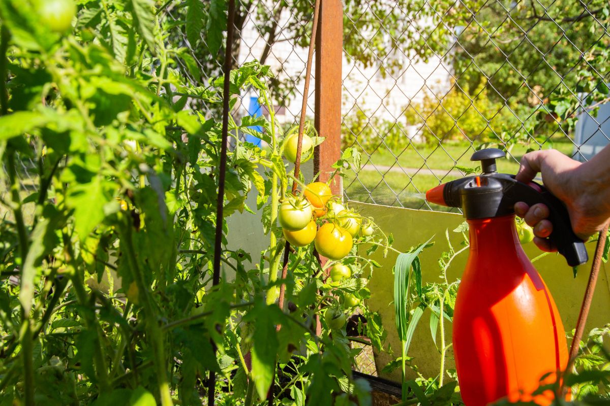 A gardener reapplies antifungal product to tomatoes