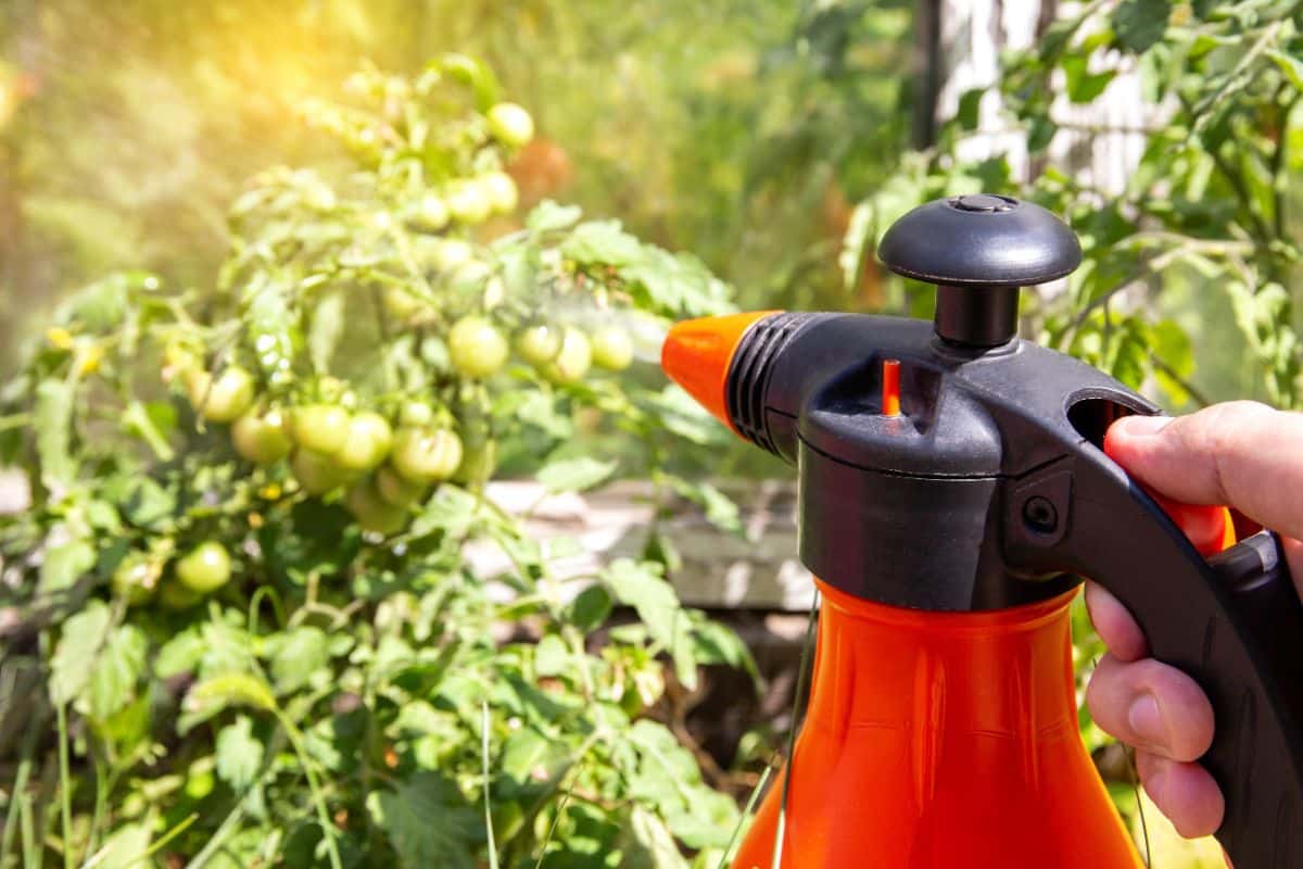 A gardener sprays preventive blight treatment on tomatoes