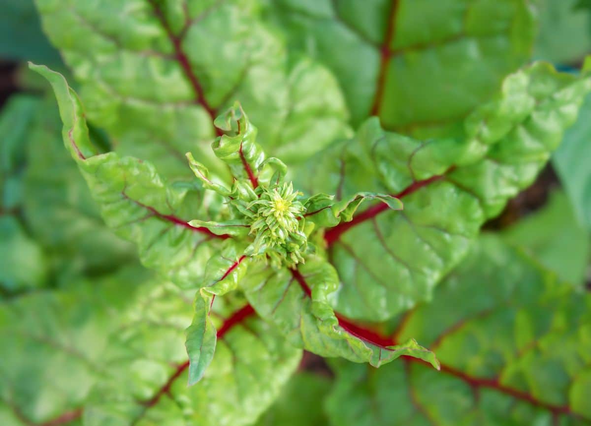 A leafy plant starting to bolt