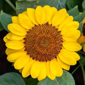 Annuus Soraya in full bloom.