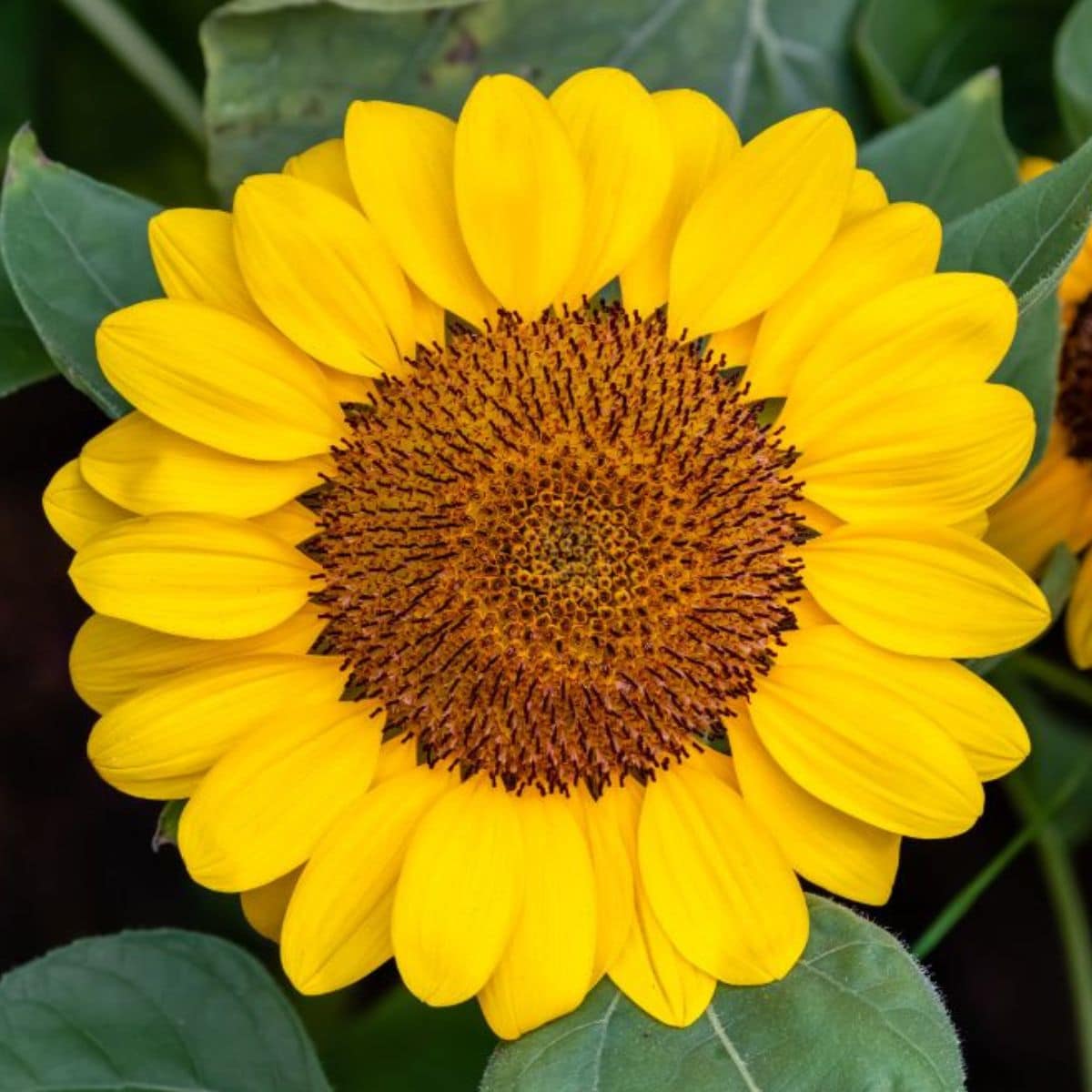 Annuus Soraya in full bloom.