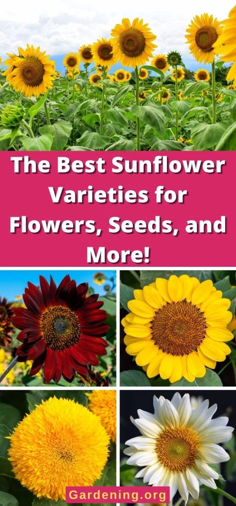 The Best Sunflower Varieties for Flowers, Seeds, and More! pinterest image.