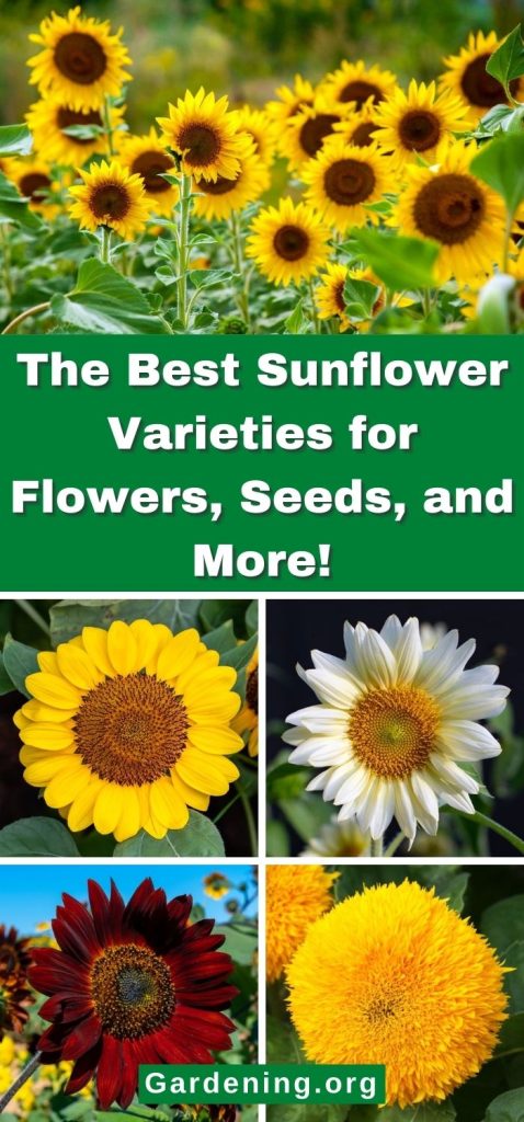 The Best Sunflower Varieties for Flowers, Seeds, and More! pinterest image.