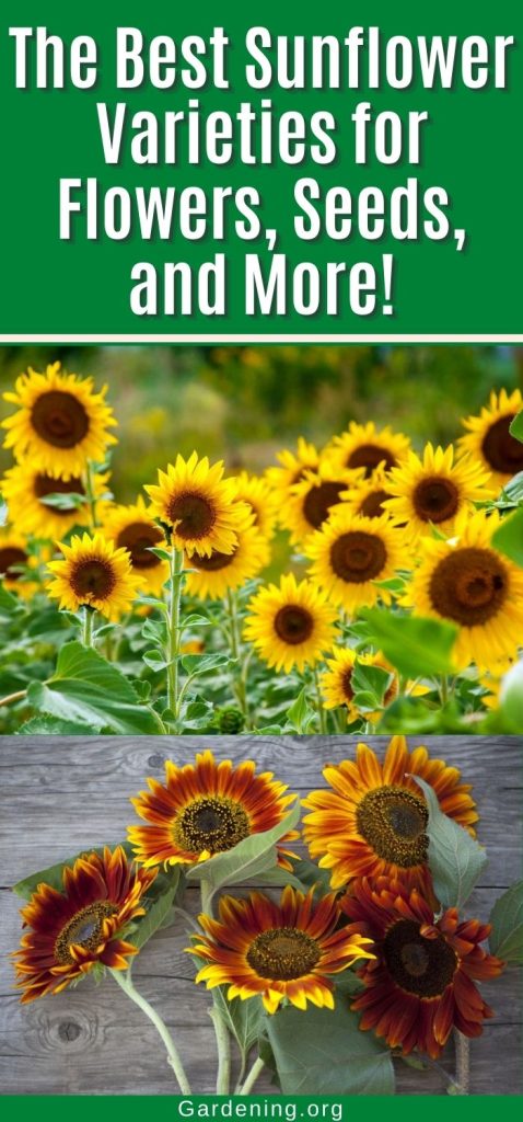 The Best Sunflower Varieties for Flowers, Seeds, and More! pinterest image.